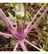colinabo morado wener blauwe - semillas no tratadas