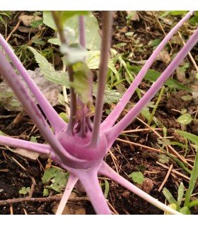 colinabo morado wener blauwe - semillas no tratadas