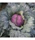 Repollo morado de Verona - semillas no tratadas