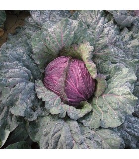 Repollo morado de Verona - semillas no tratadas