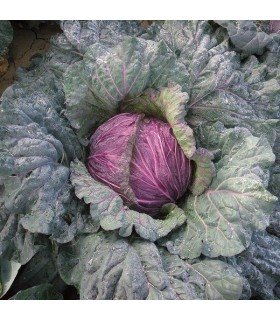 Repollo morado de Verona - semillas no tratadas