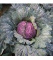 Purple Verona cabbage - untreated seeds