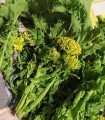 Broccoli rapa Quarantina - untreated seeds