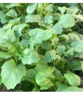 Rúcula selvática Wasabi - semillas no tratadas