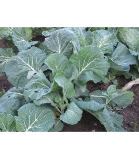 col forrajera - berza gigante caballar Proteor - semillas no tratadas