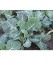 fodder cabbage - giant collard greens - untreated seeds