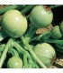 Calabacin redondo de Nizza - semillas no tratadas