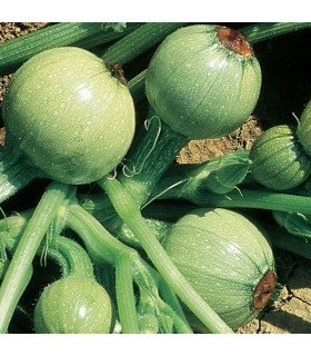 Calabacin redondo de Nizza - semillas no tratadas