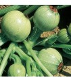 Belles courgettes rondes - graines non traitées