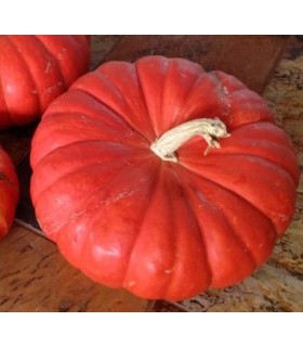 Calabaza Rouge Vif D'Etampes - semillas no tratadas