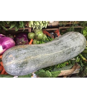 Calabaza llena de Nápoles - semillas no tratadas