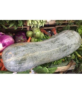 Calabaza llena de Nápoles - semillas no tratadas