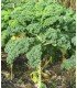 Kale Ostfriesische Palme - semillas no tratadas