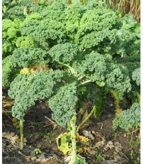 Kale Ostfriesische Palme - semillas no tratadas
