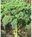 Kale Ostfriesische Palme - untreated seeds