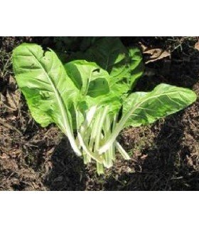 Acelga brilliant- semillas no tratadas