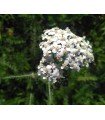 Milenrama (Achillea millefolium) - semillas no tratadas