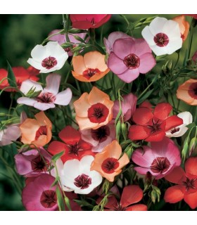 Lino Charmer - semillas no tratadas