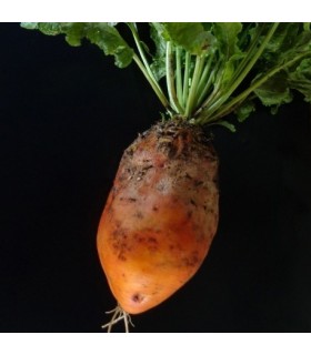 Remolacha amarilla de Eckendorf - semillas no tratadas