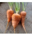 Chantenay red heart carrot - untreated seeds