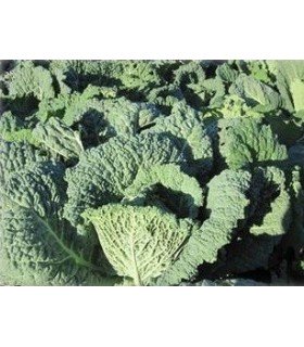 Repollo Aubervilliers - semillas no tratadas