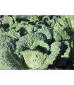 Aubervilliers cabbage - untreated seeds