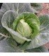 Repollo picudo Bacalan de Rennes - semillas no tratadas