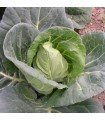 Rennes Bacalan weevil cabbage - untreated seeds