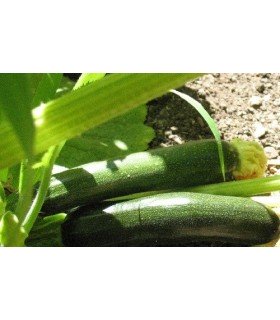 Calabacín belleza negra - semillas no tratadas