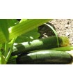 Courgette Black Beauty - Graines Non Traitées