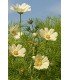 Cosmos bipinnatus Kiiro - semillas no tratadas