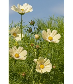Cosmos bipinnatus Kiiro - semillas no tratadas