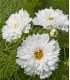 Cosmos Double Dutch White - semillas no tratadas