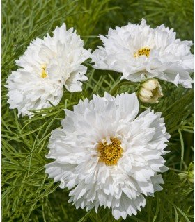 Cosmos Double Dutch White - semillas no tratadas