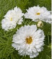 Cosmos Double Dutch White - semillas no tratadas