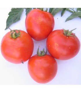 Tomate F1 Mountain Pride