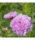 Cosmos Double Dutch Rose - semillas no tratadas