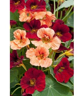 Capuchina sahin’s rumba - semillas no tratadas