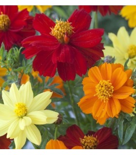 Cosmos sulphureus brightness fg mixture - semillas no tratadas
