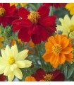 Cosmos sulphureus bright fg mélange - graines non traitées