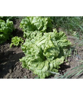 Lechuga batavia rubia de París - semillas no tratadas