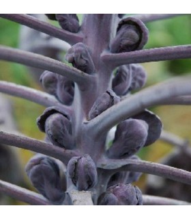 Col de Bruselas Rubine - semillas no tratadas