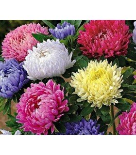 Aster de China - semillas no tratadas