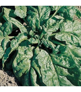 Espinaca viking - semillas no tratadas