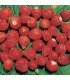 Fresas d´ogni mese - semillas no tratadas