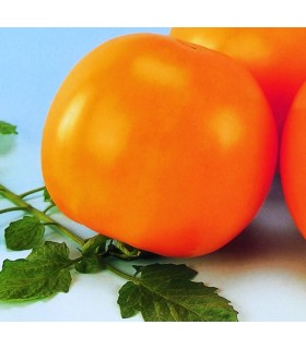 Tomate F1 Golden Shine