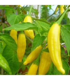 Aji limón (lemon drop) - semillas no tratadas