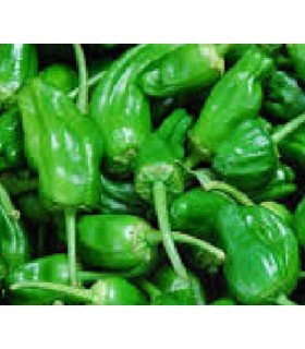 Pimiento de Padrón - semillas no tratadas