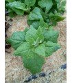 New Zealand spinach tetragonia - untreated seeds