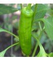 Anaheim Pepper - Untreated Seeds